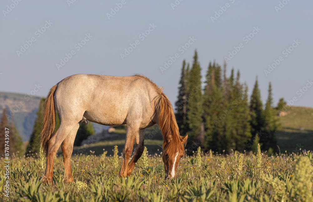 Beautiful Wild Horse in the Pryor Mountains Montana in Summer Beautiful Wild Horse in the Pryor Mountains Montana in Summer
