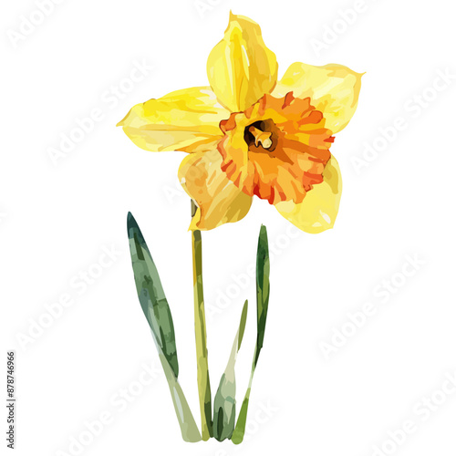 Watercolor clipart vector of a daffodil flower, isolated on a white background, daffodil vector, Illustration painting, Graphic logo, drawing design art