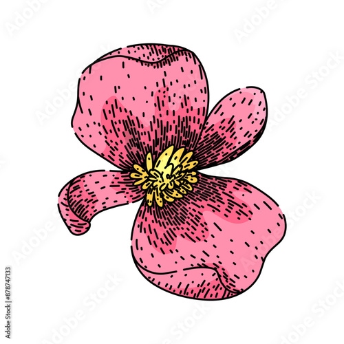 plant begonia hand drawn. tuberhybrida pot, spring blossom, garden vase plant begonia vector sketch. isolated color illustration