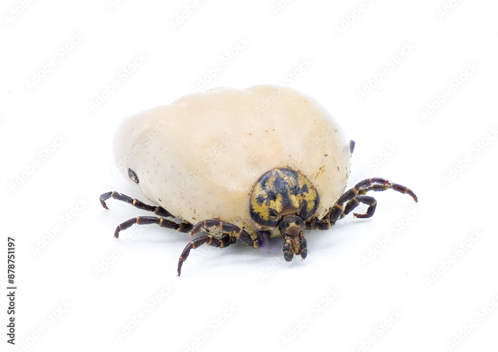 gopher tortoise tick adult - Amblyomma tuberculatum - found only on ...
