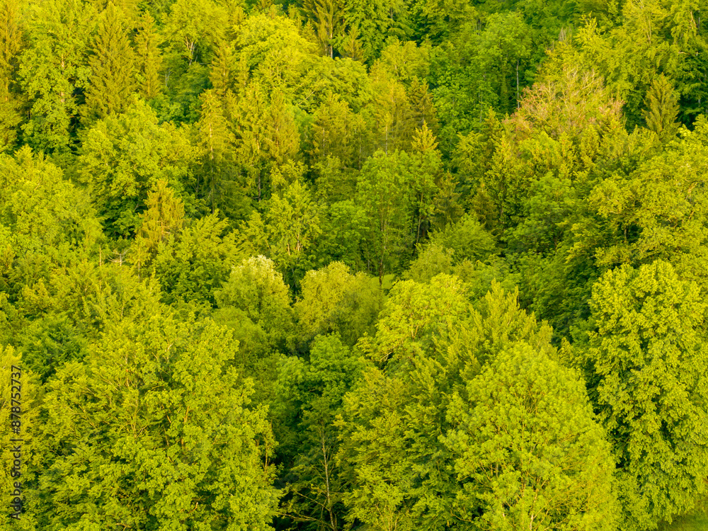 Aerial view of forest canopy with foliage. Abstract background with trees. Aerial view of forest canopy with foliage. Abstract background with trees.