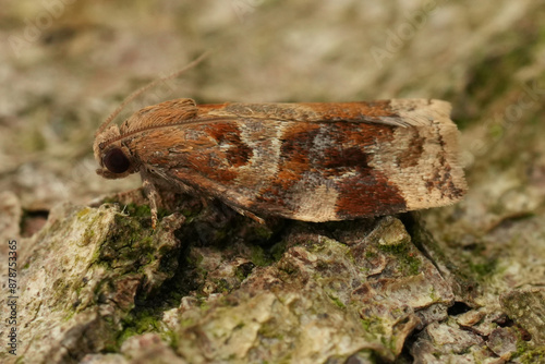 Closeup on a European Variegated Golden or brown oak,Tortrix micro moth,, Archips xylosteana sitting on wood photo