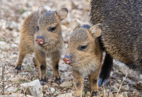 Javelina Babies photo