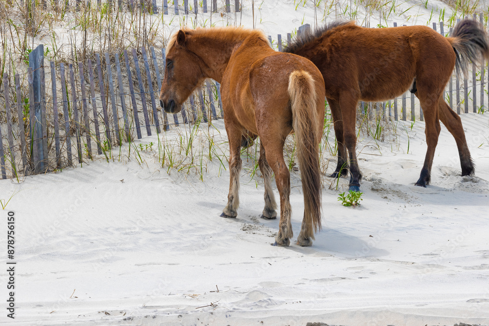 Four - Wheel Beach in Corolla, Outer Banks, North Carolina, USA Four - Wheel Beach in Corolla, Outer Banks, North Carolina, USA