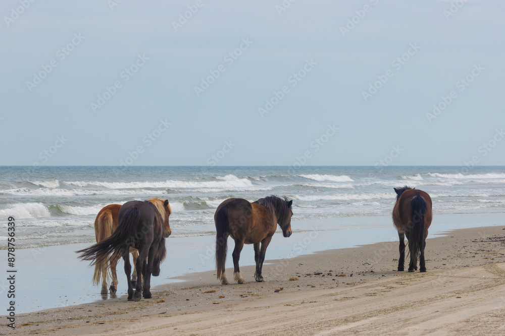 Four - Wheel Beach in Corolla, Outer Banks, North Carolina, USA Four - Wheel Beach in Corolla, Outer Banks, North Carolina, USA
