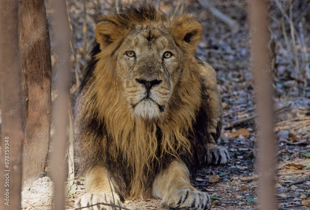 Obraz premium Asiatic lion