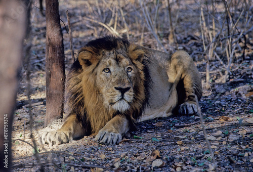 Asiatic lion photo