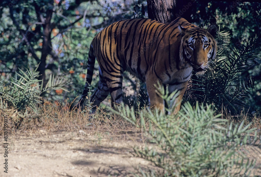 Fototapeta premium Bengal tiger
