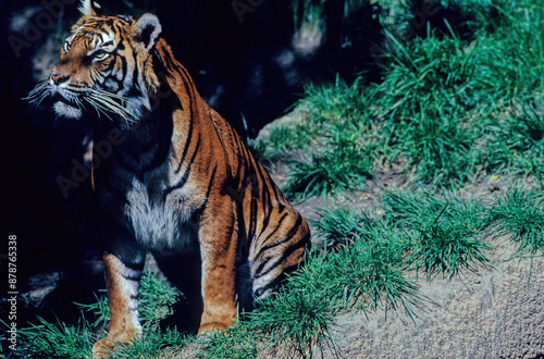 Royal Bengal Tiger photo