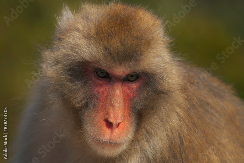 Japanese Macque Close-Up