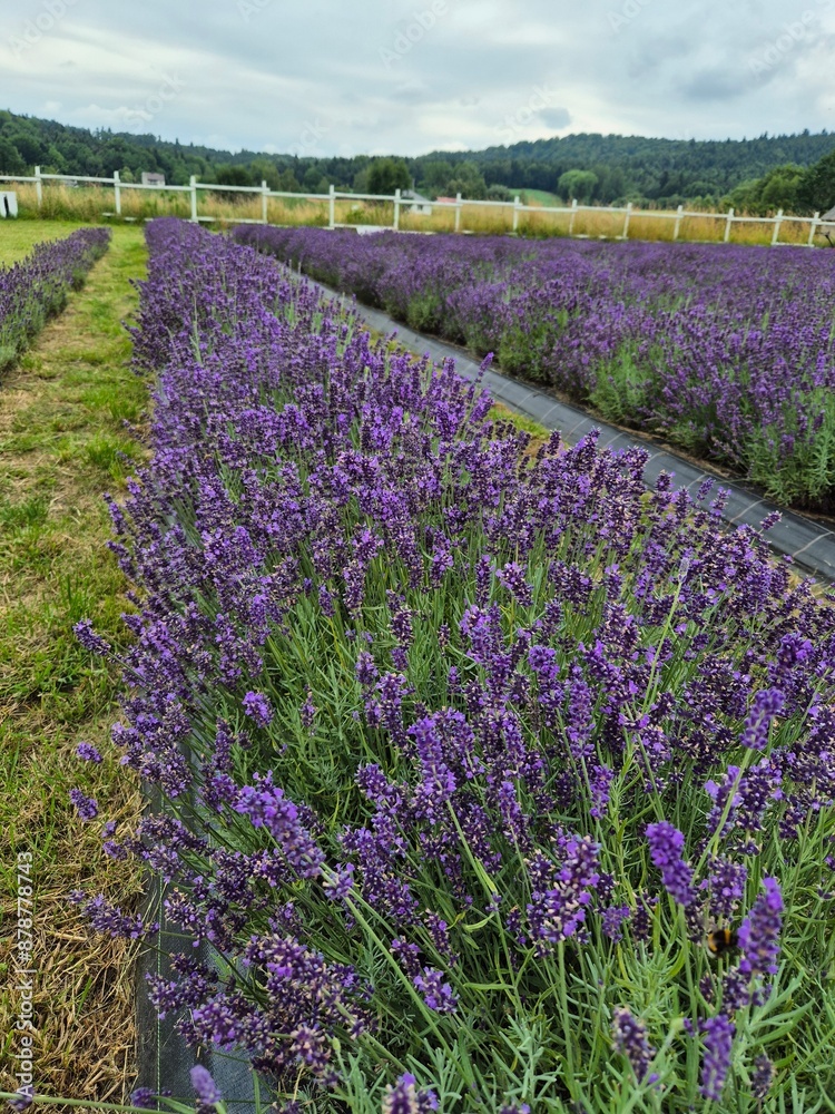 pola lavende lawenda fioletowa pachnąca
