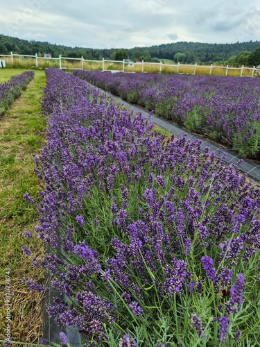 Obraz na płótnie pola lavende lawenda fioletowa pachnąca w salonie