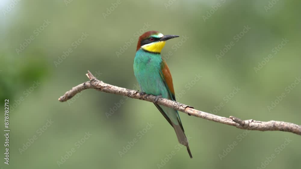 bee eater on the branch in nature bee eater on the branch in nature