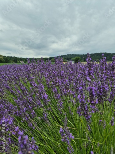 Obraz na płótnie pola lavende lawenda fioletowa pachnąca w salonie