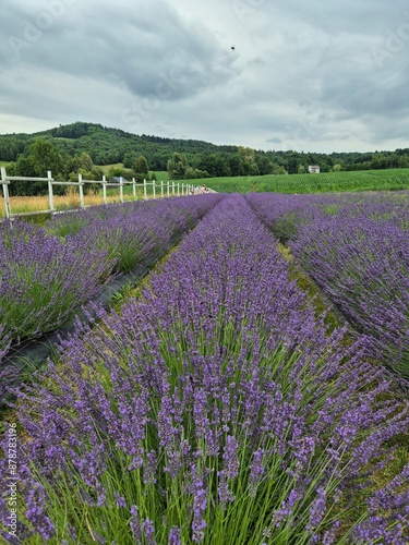 Obraz na płótnie pola lavende lawenda fioletowa pachnąca w salonie