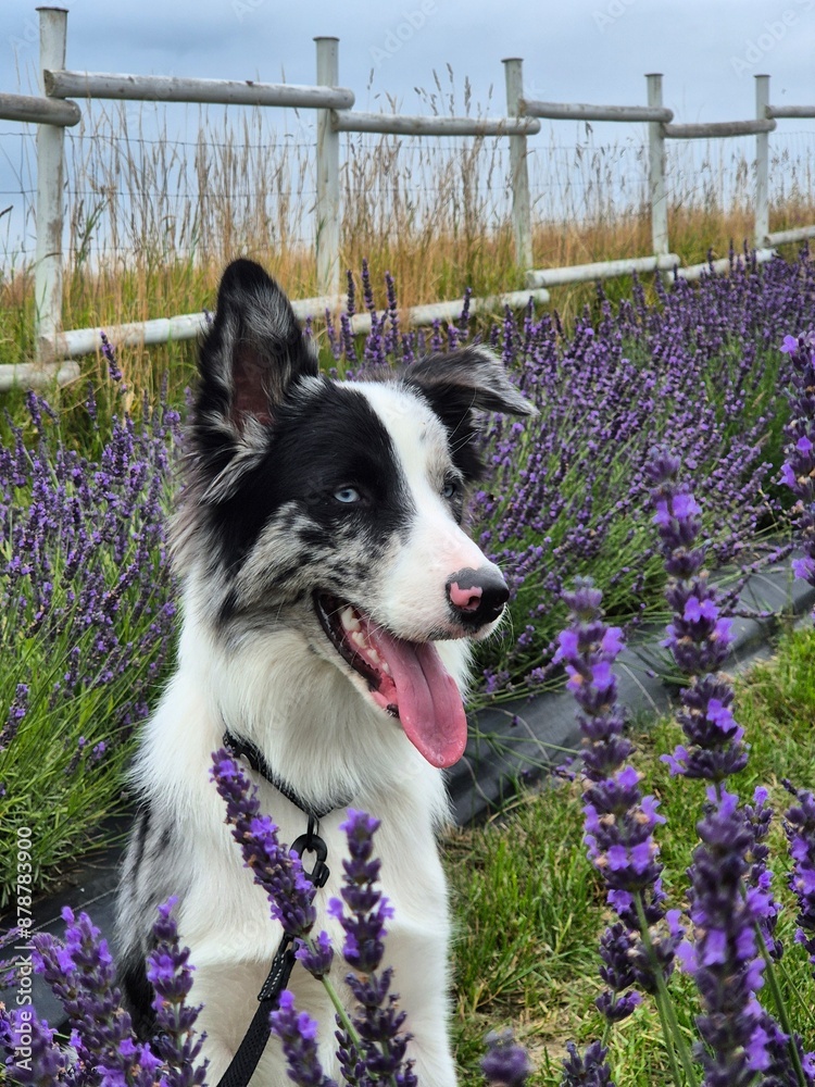 pies border collie blue merle w polu lawendy pokazuje język