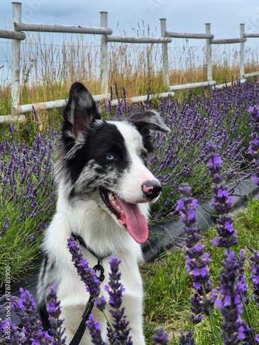 Obraz na płótnie pies border collie blue merle w polu lawendy pokazuje język w salonie