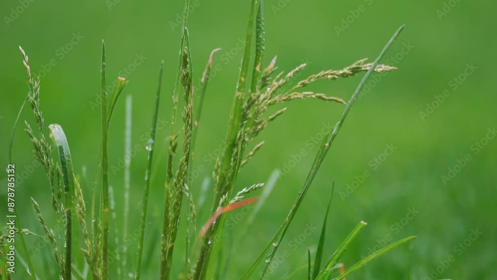 Close up shot of Summer rain drips on Green grass, summer field. rain dripping watering ground. Close up shot of Summer rain drips on Green grass, summer field. rain dripping watering ground.