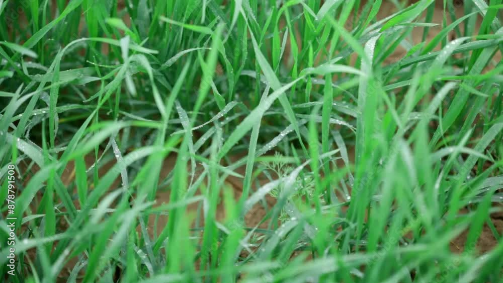 Fresh green organic wheat grass field with dew drops on leaves in foggy winters, Selective Focus, Shallow depth of field. Fresh green organic wheat grass field with dew drops on leaves in foggy winters, Selective Focus, Shallow depth of field.
