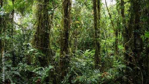 Jungle wilderness tropical forest 