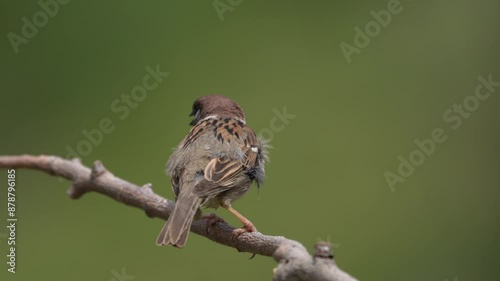 sparrow bird perching on a branch