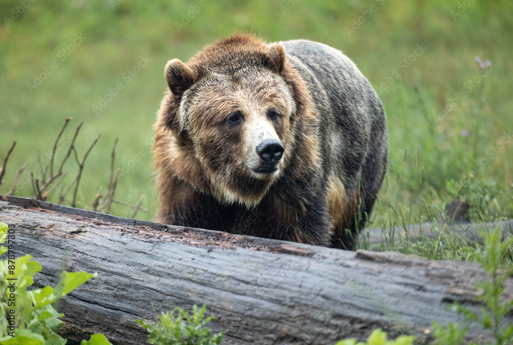 Fototapeta premium brown bear in the forest