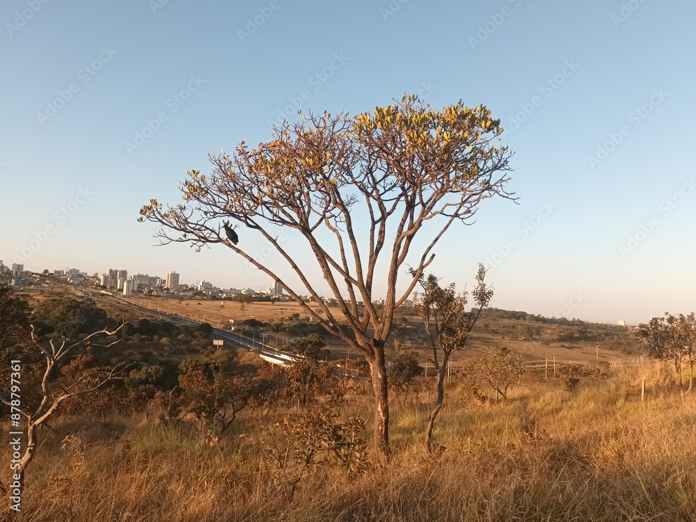 Sunrise in the cerrado of Brasilia Sunrise in the cerrado of Brasilia