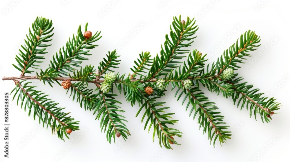 A section of a fir tree branch featuring cones, useful for illustrating environmental or nature-themed concepts A section of a fir tree branch featuring cones, useful for illustrating environmental or nature-themed concepts