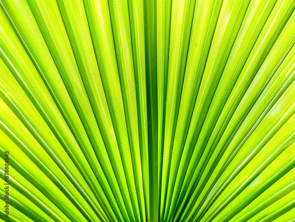 Obraz premium green ray palm leaf texture background