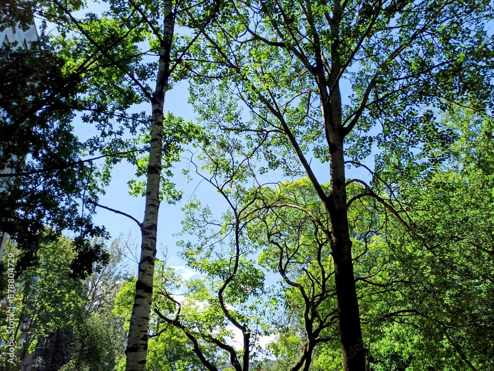 Fototapeta premium Trees in the forest on a background of blue sky, view from below