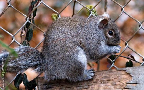 squirrel eating nut