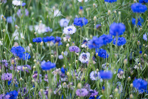 Honey Bee on Cornflower in Garden