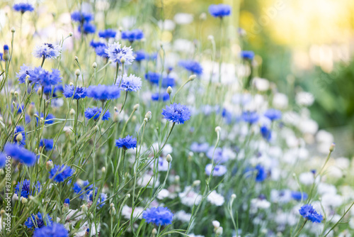 Many Blue Bachelor's Button Flowers in Field