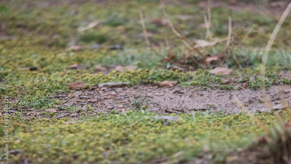 Watch a charming Black Redstart flitting about, searching for tasty treats on the ground. This adorable 4K video showcases the bird's energetic personality and is perfect for nature documentaries Watch a charming Black Redstart flitting about, searching for tasty treats on the ground. This adorable 4K video showcases the bird's energetic personality and is perfect for nature documentaries