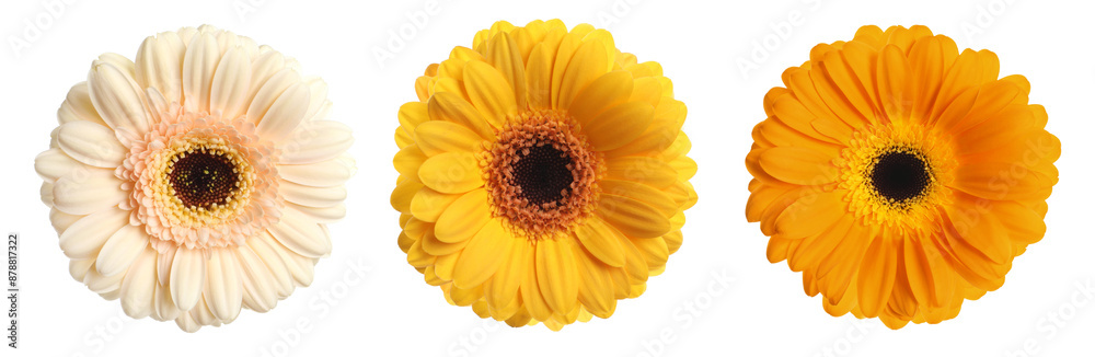 Three beautiful gerbera flowers isolated on white, set Three beautiful gerbera flowers isolated on white, set