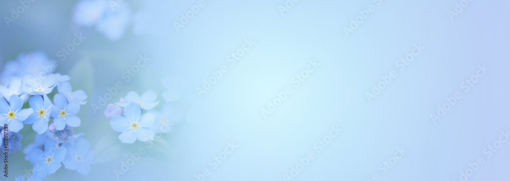 Beautiful forget-me-not flowers on light blue background, space for text. Banner design Beautiful forget-me-not flowers on light blue background, space for text. Banner design
