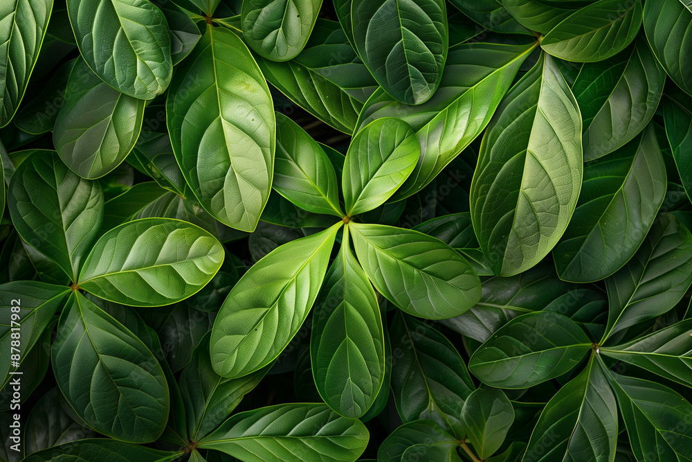 Schefflera plant leafs, summer background, green backdrop Schefflera plant leafs, summer background, green backdrop
