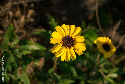 yellow daisy in the garden