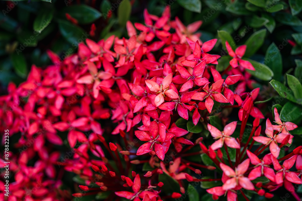 red and green red and green