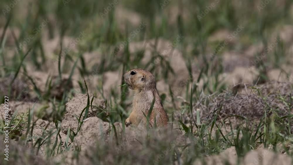 Prairie dog emerges from its burrow to eat fresh green grass, displaying its natural foraging behavior. Prairie dog emerges from its burrow to eat fresh green grass, displaying its natural foraging behavior.