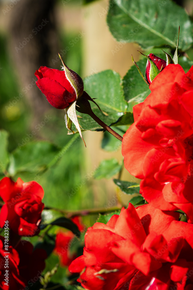 red rose in garden