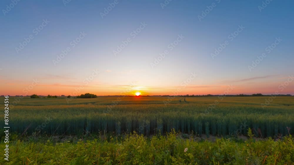 Sunset on a wheat field, time lapse Sunset on a wheat field, time lapse