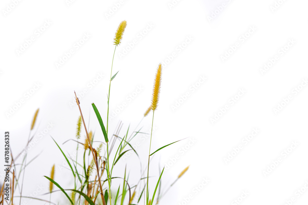 Napier grass flowers isolated on white background Napier grass flowers isolated on white background
