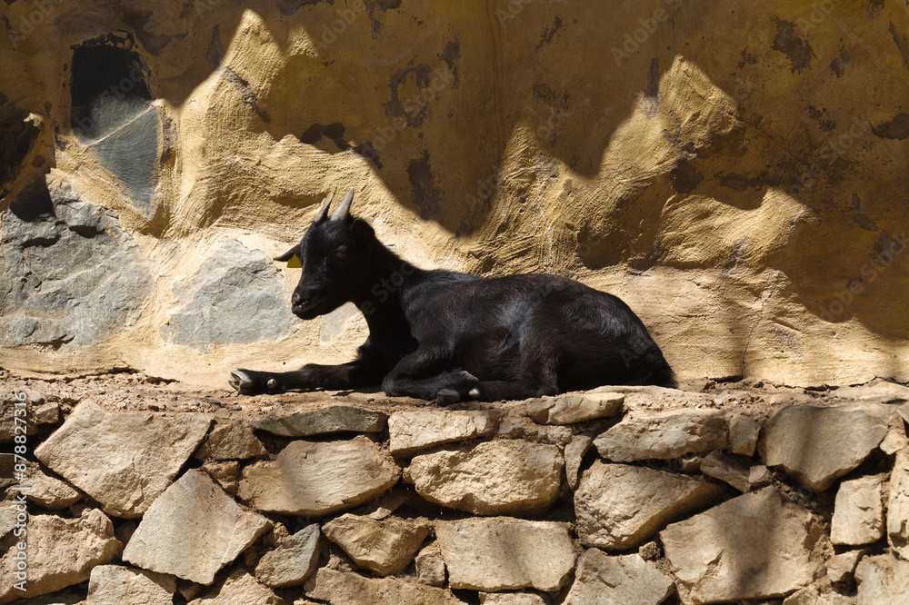 Agriculture of Gran Canaria - black goat resting by a rough stone wall 