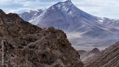 A breathtaking vista unfolds as a herd of urials navigate rugged rock formations, their ancient instincts guiding them against the dramatic backdrop of a majestic mountain peak.  photo