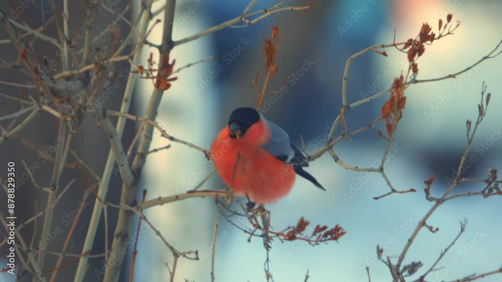 Bullfinches collect food from branches in winter Bullfinches collect food from branches in winter