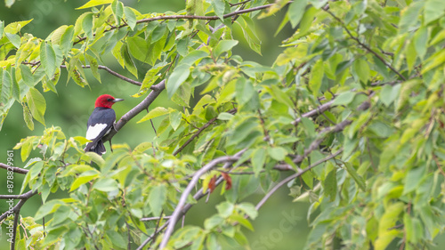 Red-headed woodpecker perched in tree surrounded by bright green leaves.