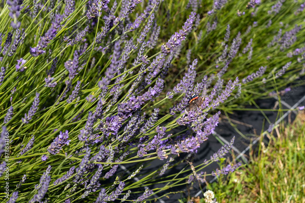 Naklejka premium Lawenda w słoneczny dzień