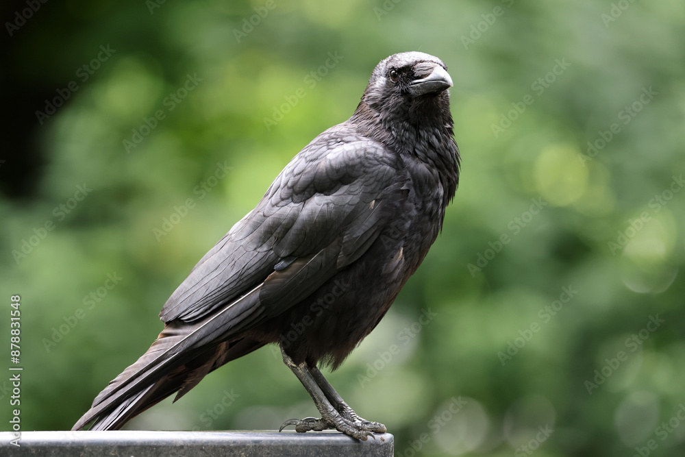 Obraz premium Carrion crow (Corvus corone) close up view