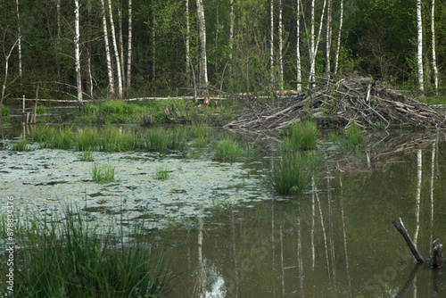 beaver hut